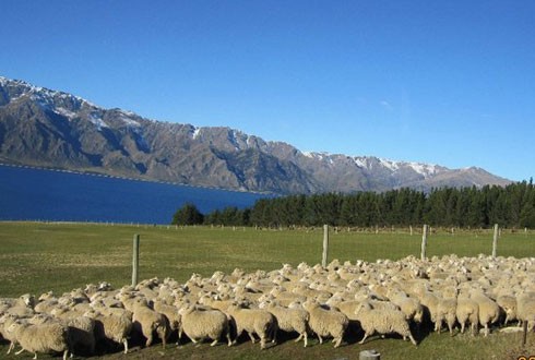 Những trang trại cừu ở mọi nơi.